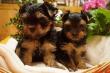 Süsse Yorkie Welpen mit Stammbaum